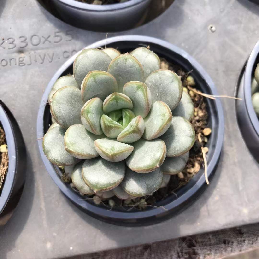 多肉植物 12品種♡抜き苗セット 714933639e634ef50ec13a23bd608f