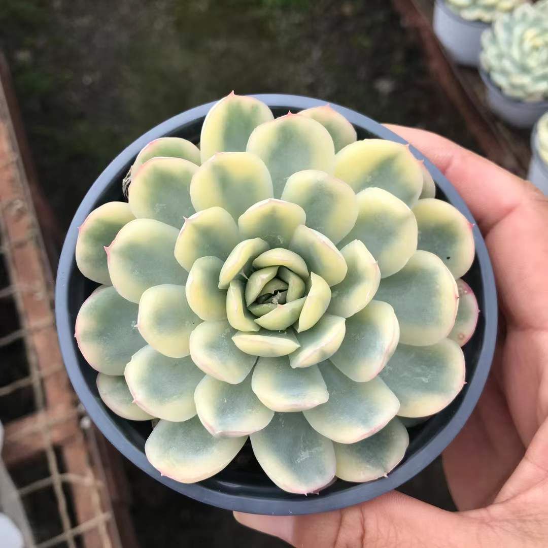 18株の抜き苗セット イチゴアイス錦 多肉植物 佐川急便発送 エケベリア 韓国苗 SKL 1341