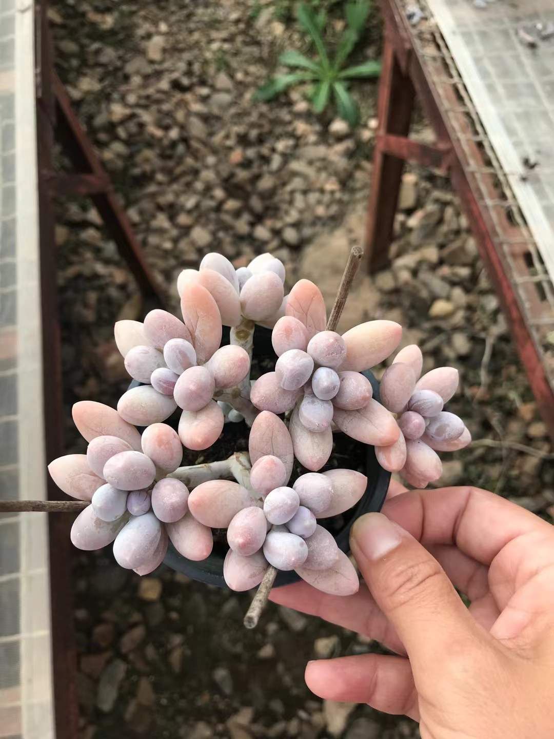 18株の抜き苗セット パルファムフィンガー6頭ぐらい 多肉植物 佐川急便発送 エケベリア 韓国苗 SKL 1339