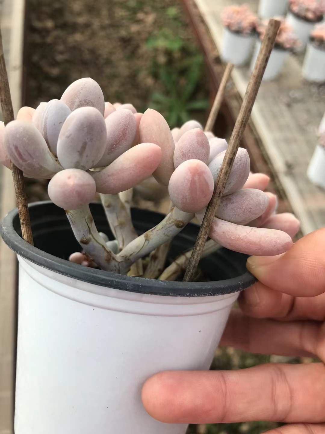 18株の抜き苗セット パルファムフィンガー6頭ぐらい 多肉植物 佐川急便発送 エケベリア 韓国苗 SKL 1339