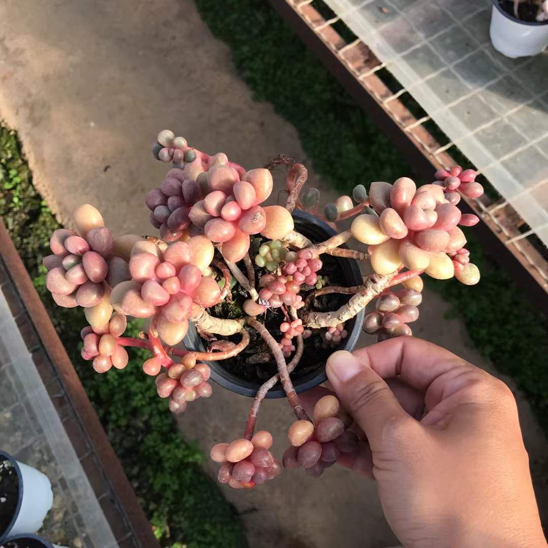 18株の抜き苗セット アバンギャルド 多肉植物 佐川急便発送 エケベリア 韓国苗 SKL 1338