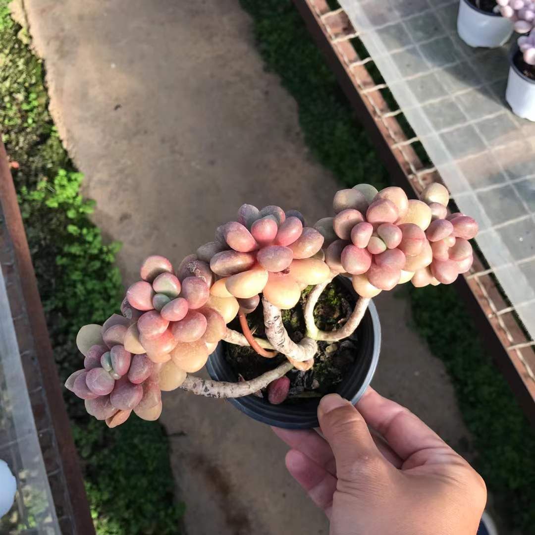 18株の抜き苗セット アバンギャルド 多肉植物 佐川急便発送 エケベリア 韓国苗 SKL 1338