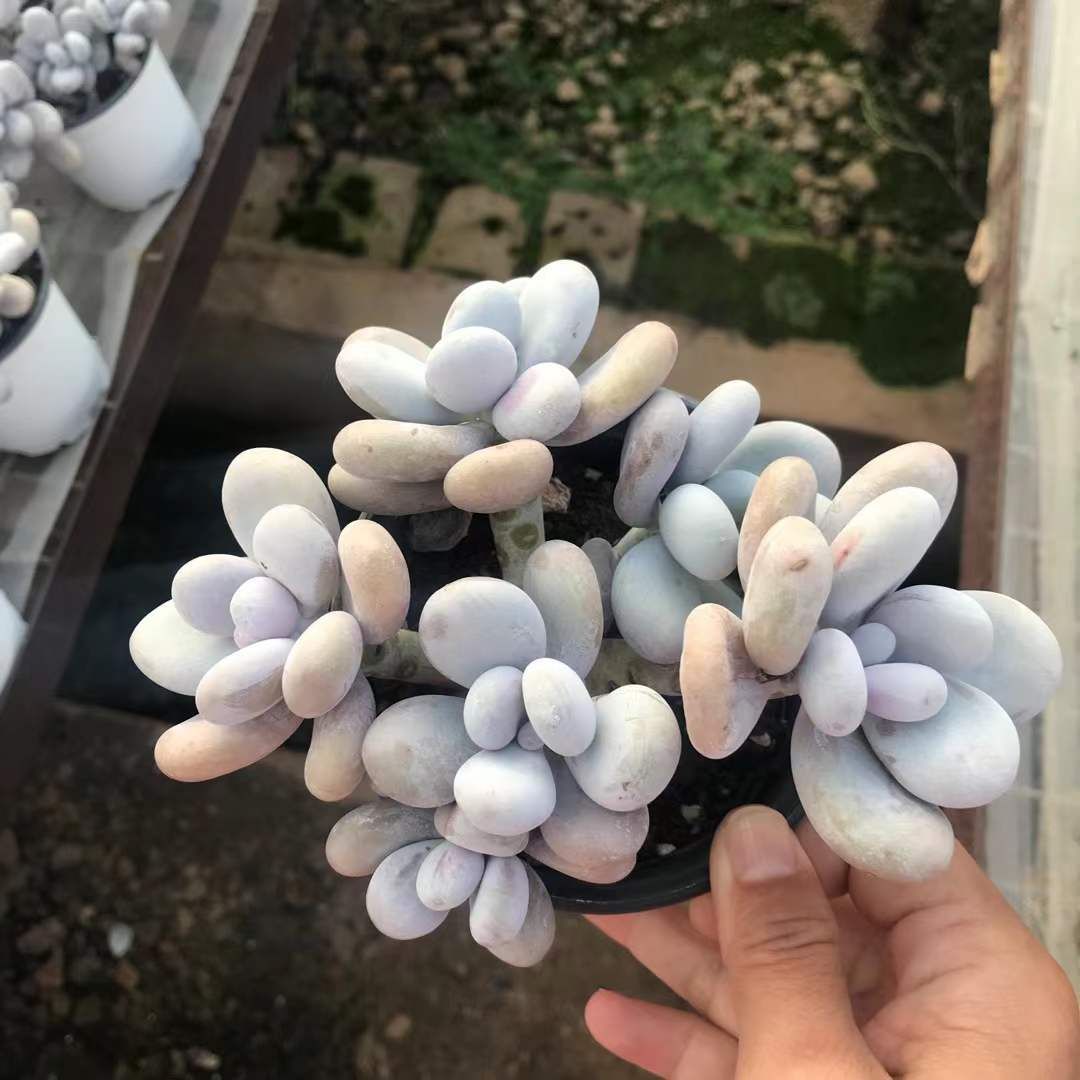 18株の抜き苗セット チーズ5頭ぐらい 多肉植物 佐川急便発送 エケベリア 韓国苗 SKL 1336