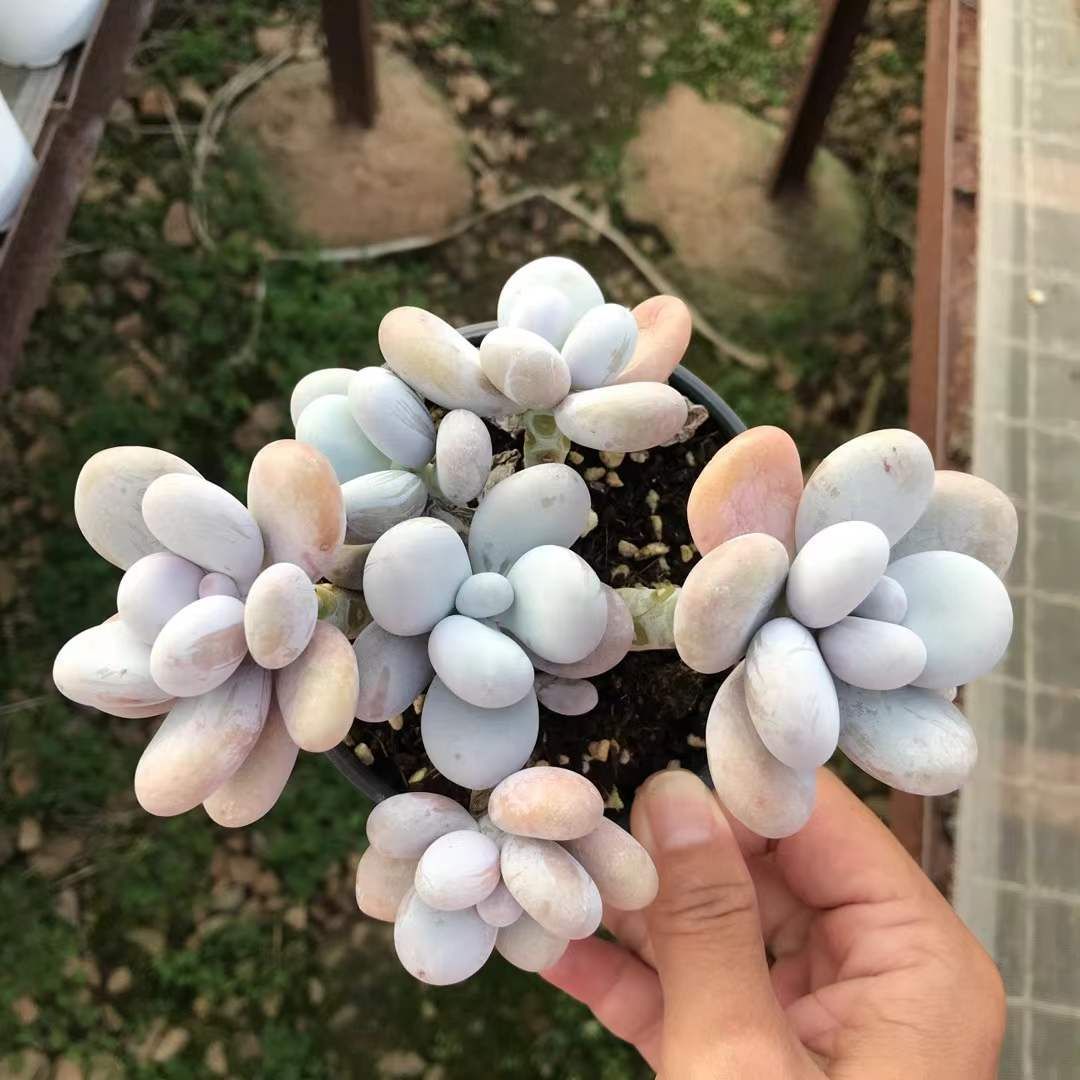 18株の抜き苗セット チーズ5頭ぐらい 多肉植物 佐川急便発送 エケベリア 韓国苗 SKL 1336