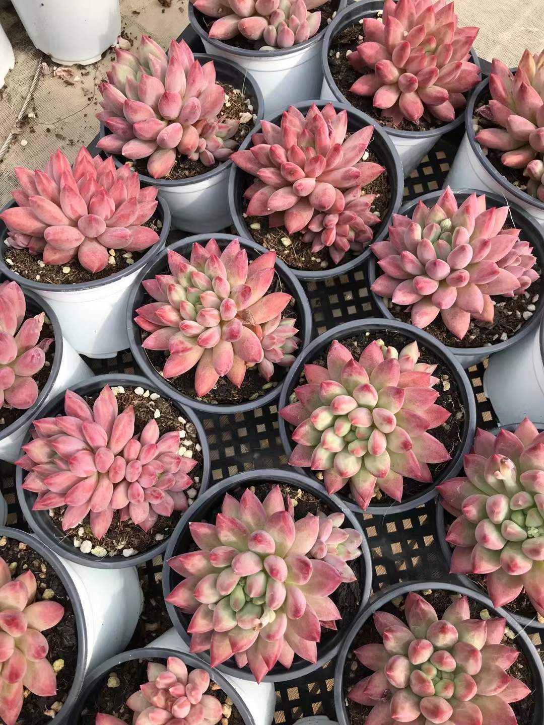 18株の抜き苗セット レッド美人 多肉植物 佐川急便発送 エケベリア 韓国苗 SKL 1331