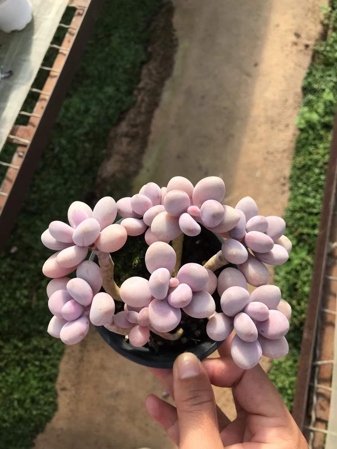 18株の抜き苗セット 桃のタマゴ多頭 多肉植物 佐川急便発送 エケベリア 韓国苗 SKL 1325