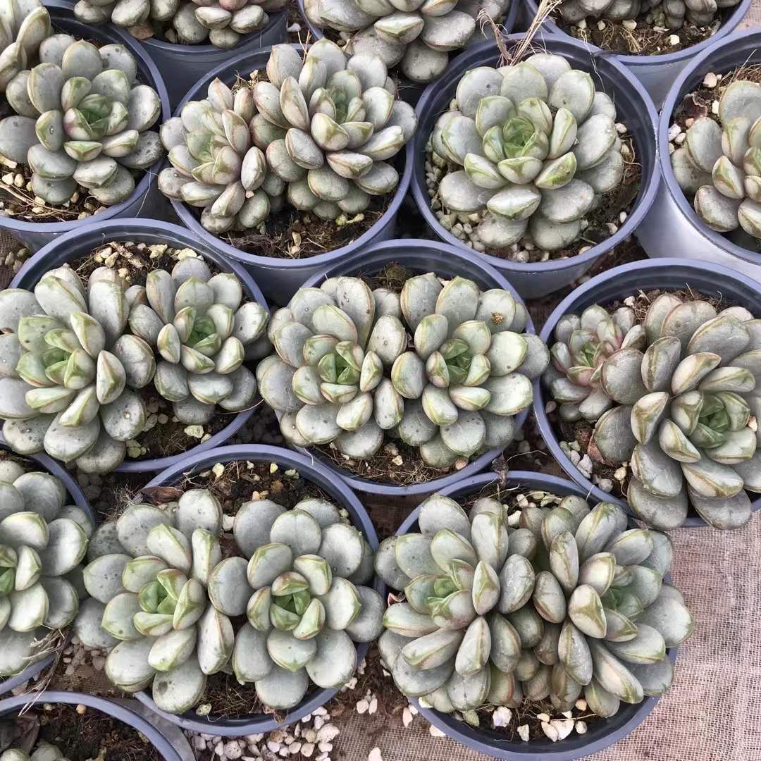 18株の抜き苗セット ブドウ2頭 多肉植物 佐川急便発送 エケベリア 韓国苗 SKL 1324