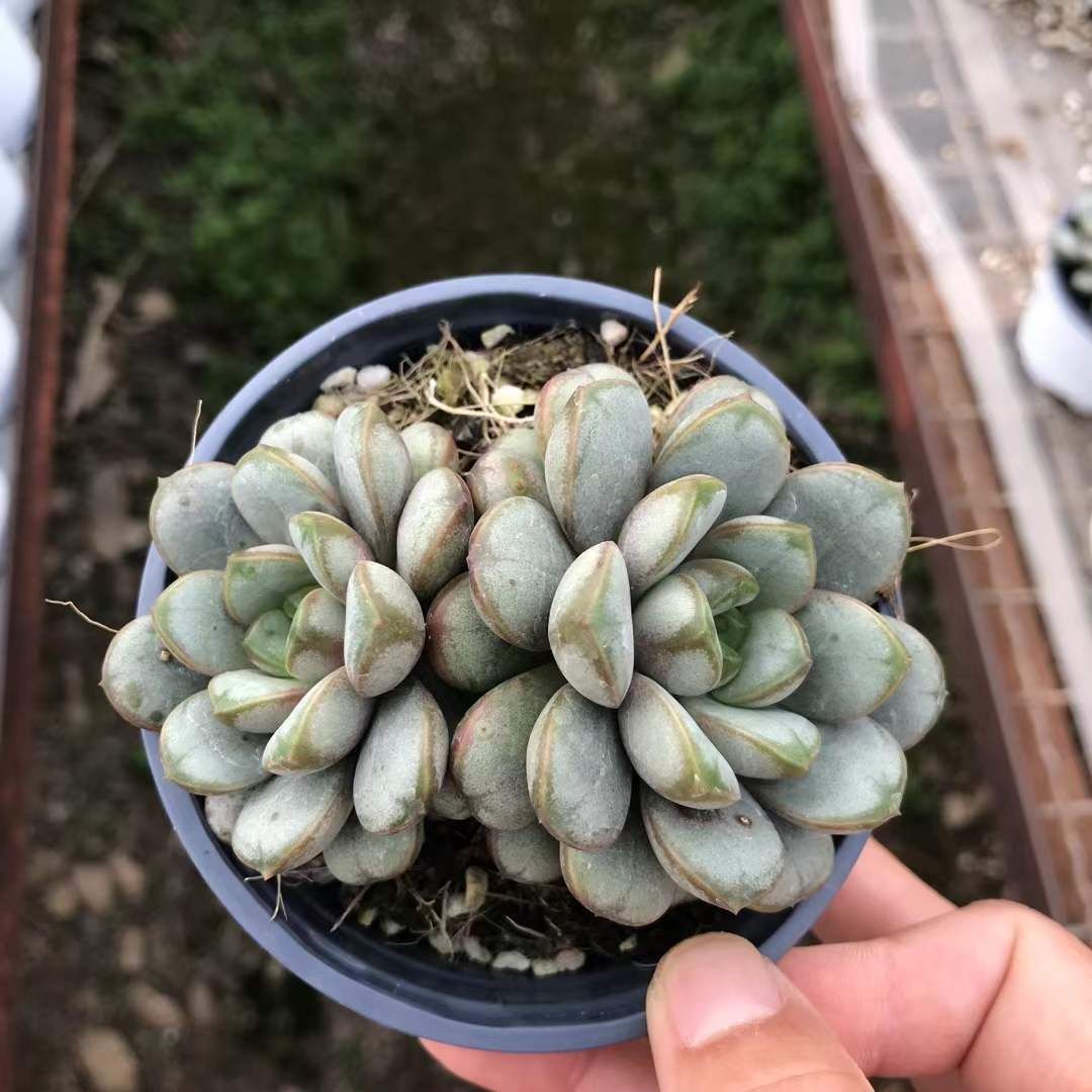 18株の抜き苗セット ブドウ2頭 多肉植物 佐川急便発送 エケベリア 韓国苗 SKL 1324