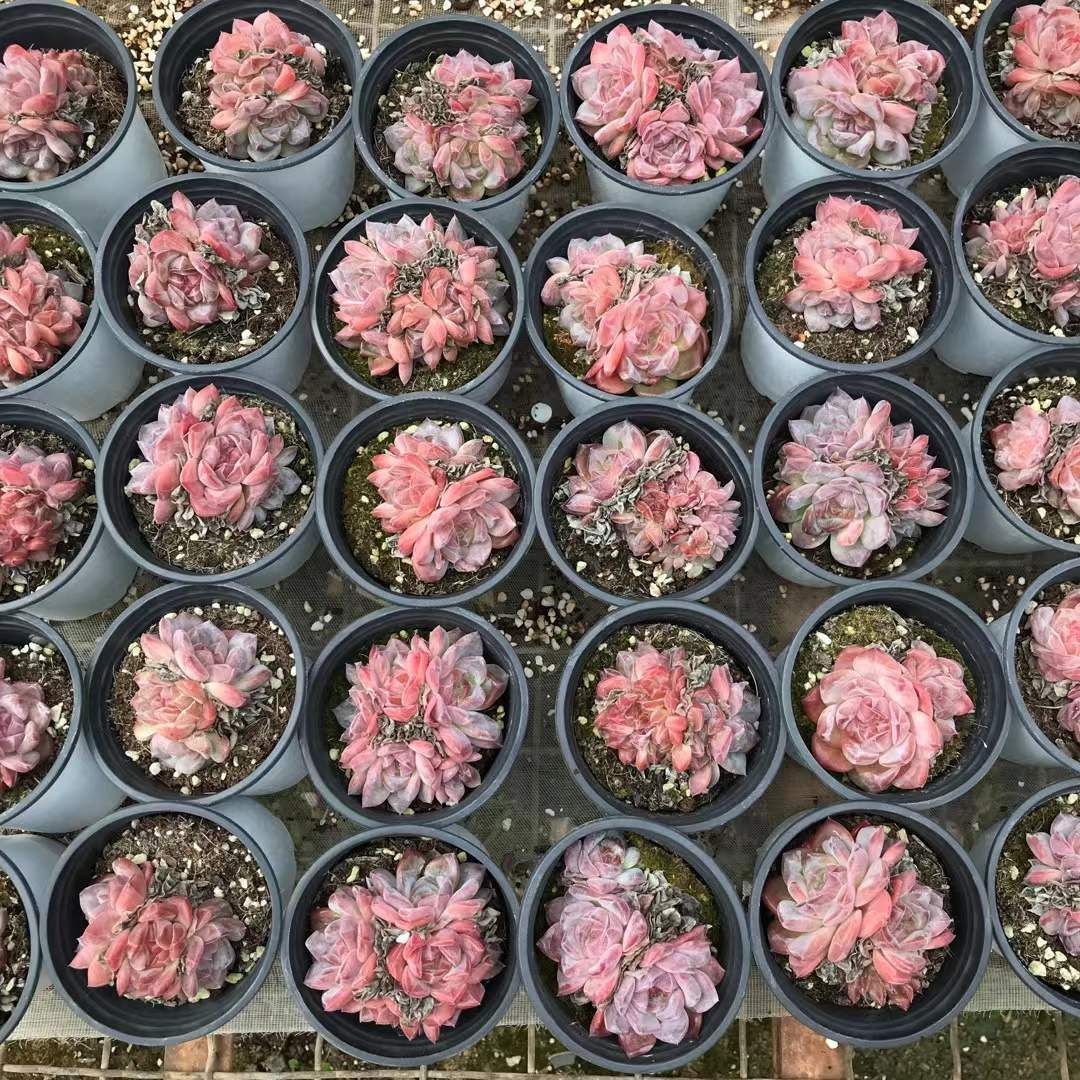 18株の抜き苗セット コハク群生