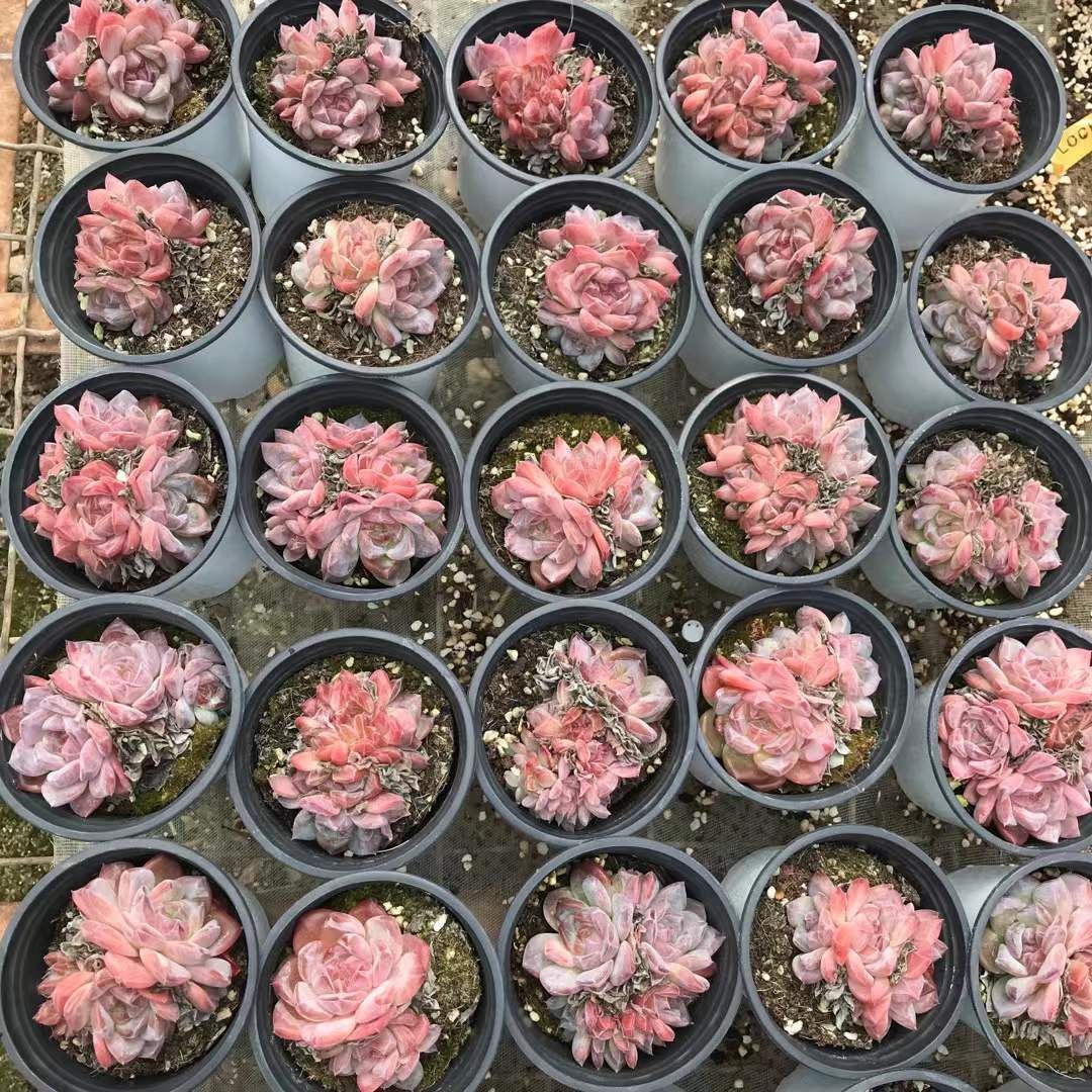 多肉植物 佐川急便発送