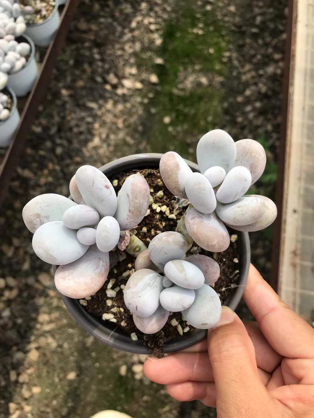 18株の抜き苗セット ミルクチーズ 多肉植物 佐川急便発送 エケベリア 韓国苗 SKL 1322