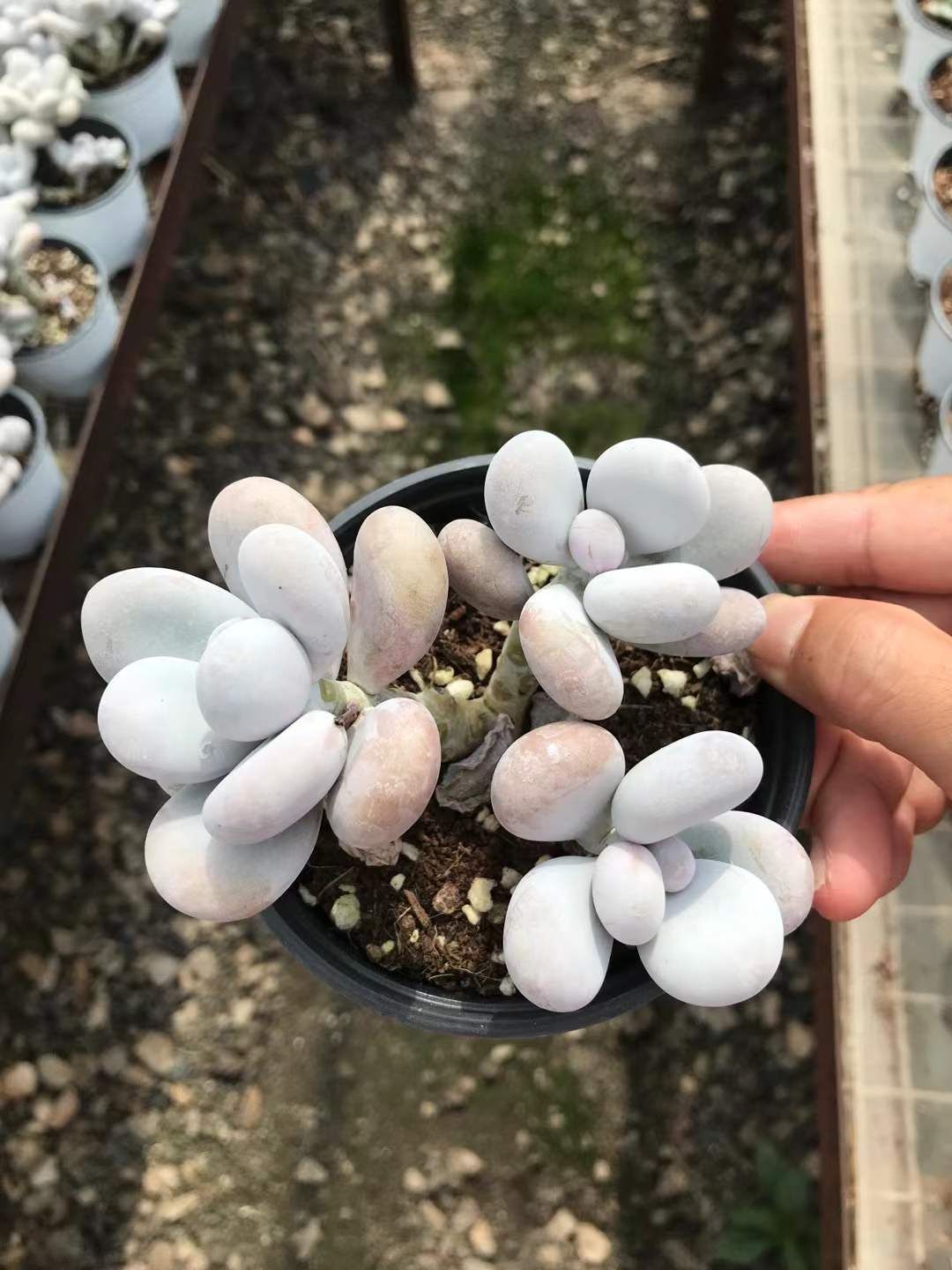 18株の抜き苗セット ミルクチーズ 多肉植物 佐川急便発送 エケベリア 韓国苗 SKL 1322