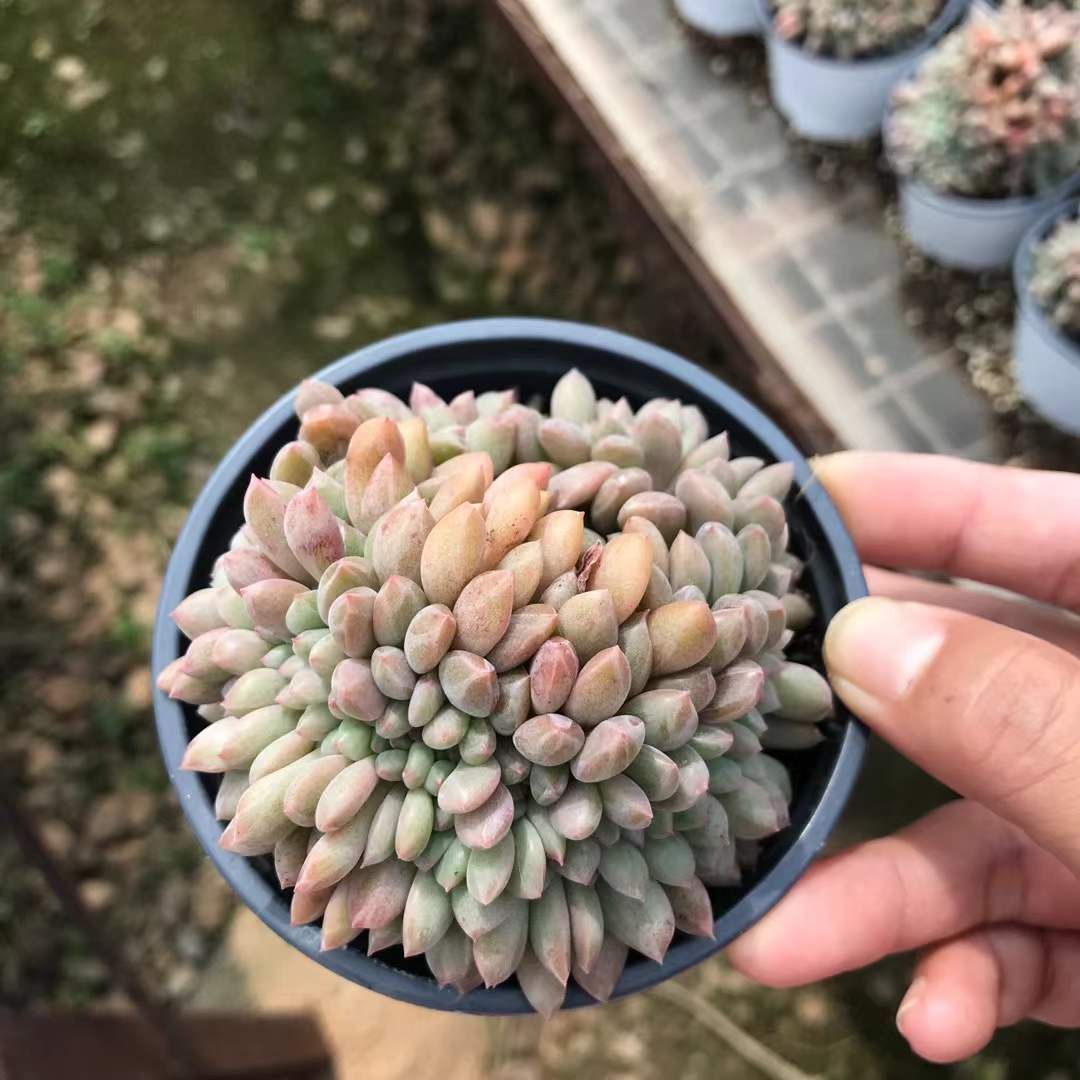 18株の抜き苗セット アリエル石化 多肉植物 佐川急便発送 エケベリア 韓国苗 SKL 1321