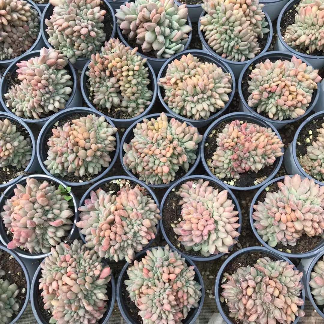 18株の抜き苗セット アリエル石化 多肉植物 佐川急便発送 エケベリア 韓国苗 SKL 1321