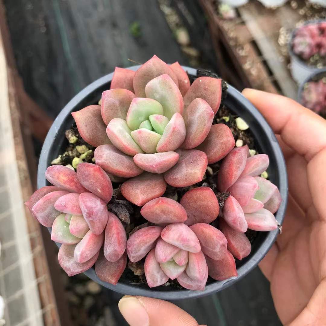 18株の抜き苗セット ピンクシャンパン 多肉植物 佐川急便発送 エケベリア 韓国苗 SKL 1320