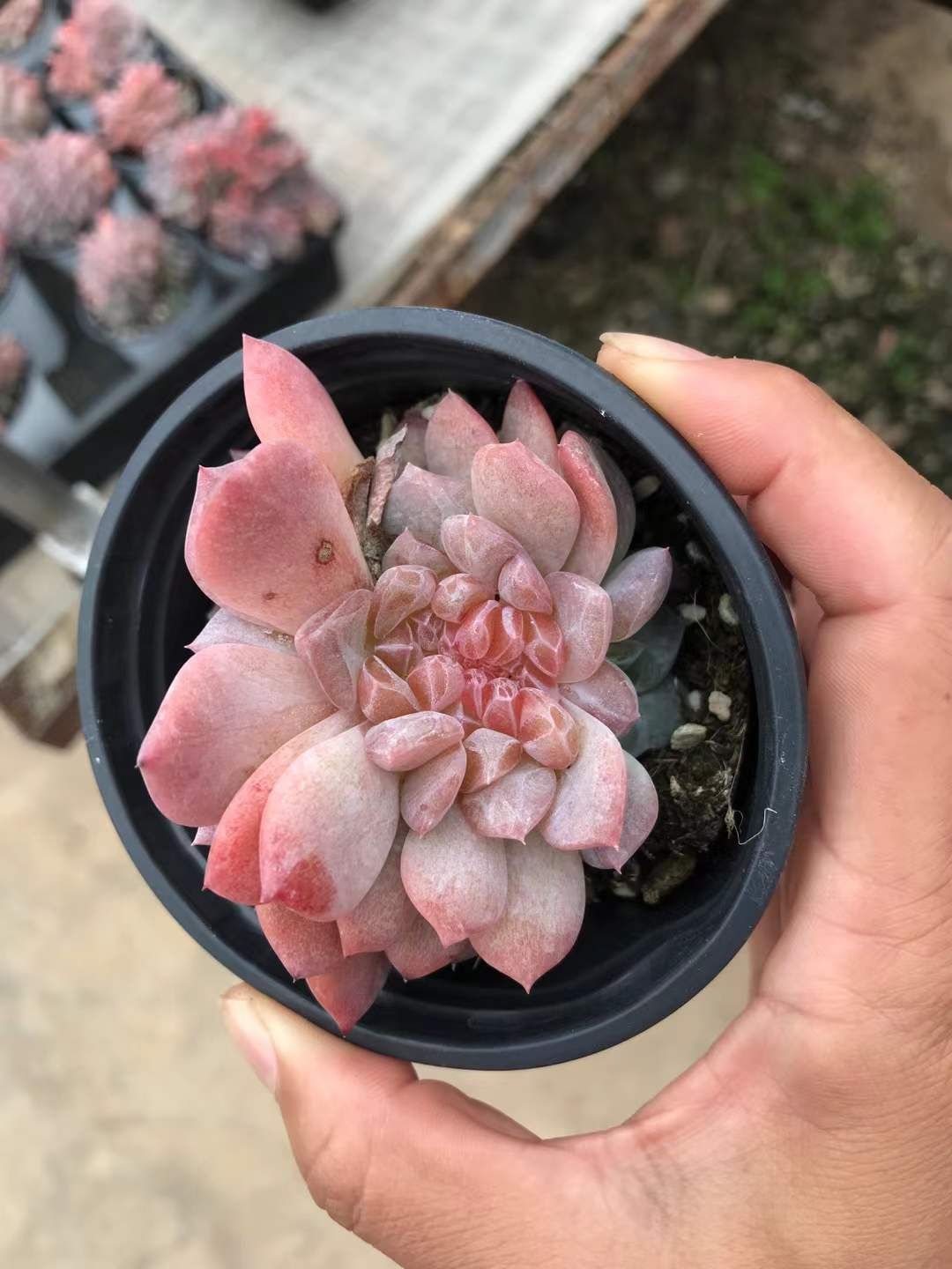 4株の抜き苗セット コハク石化 多肉植物 佐川急便発送 エケベリア 韓国苗 SKL 1315