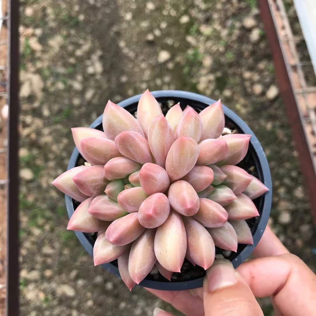 18株の抜き苗セット クリスタルボール 多肉植物 佐川急便発送 エケベリア 韓国苗 SKL 1312