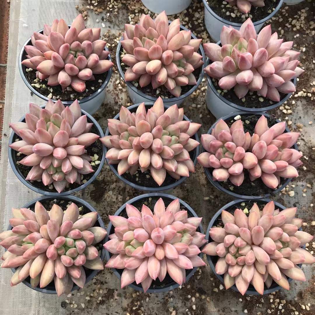 18株の抜き苗セット クリスタルボール 多肉植物 佐川急便発送 エケベリア 韓国苗 SKL 1312