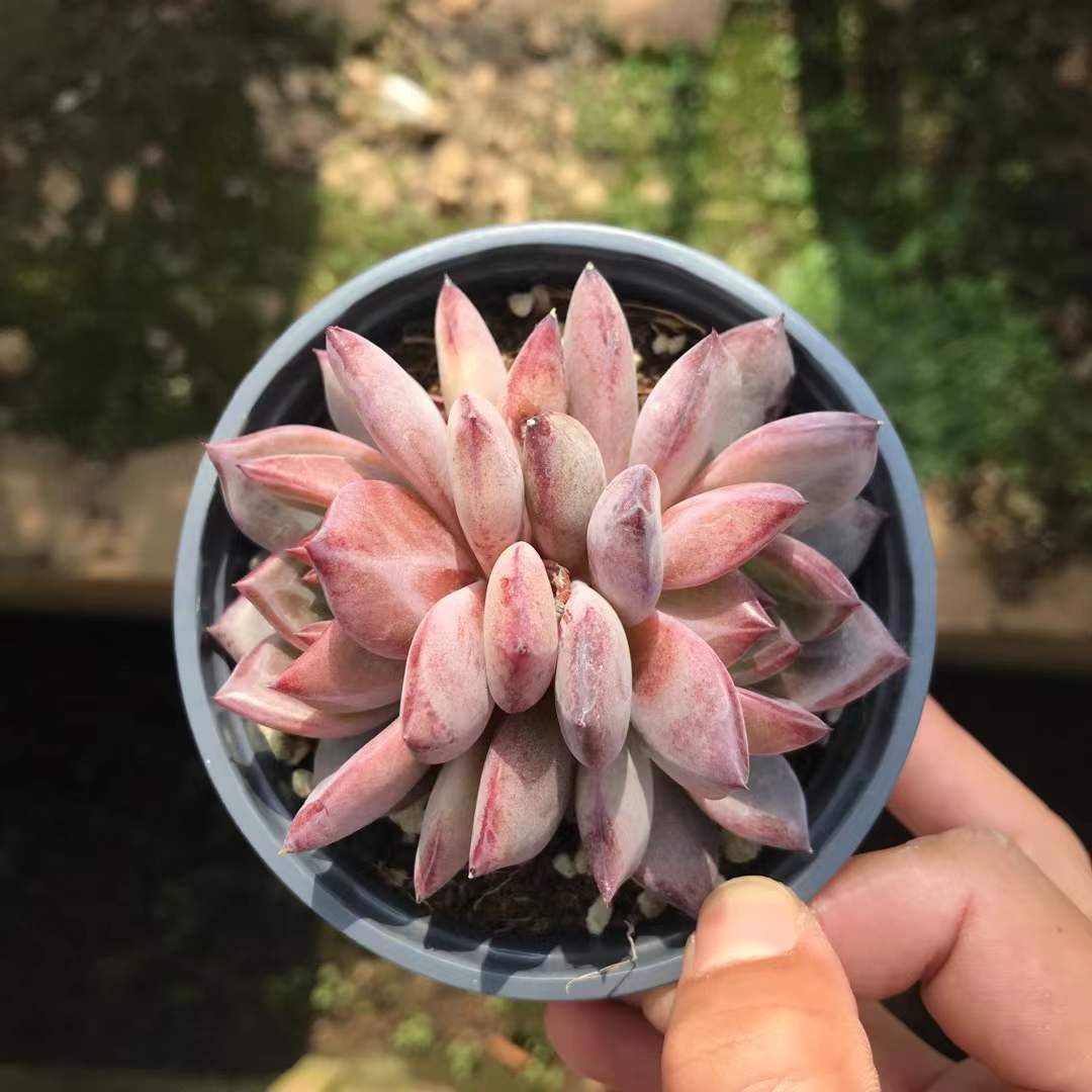 18株の抜き苗セット パープルローズ2頭 多肉植物 佐川急便発送 エケベリア 韓国苗 SKL 1311