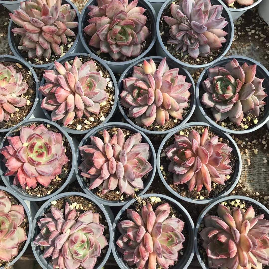 18株の抜き苗セット パープルローズ2頭 多肉植物 佐川急便発送 エケベリア 韓国苗 SKL 1311