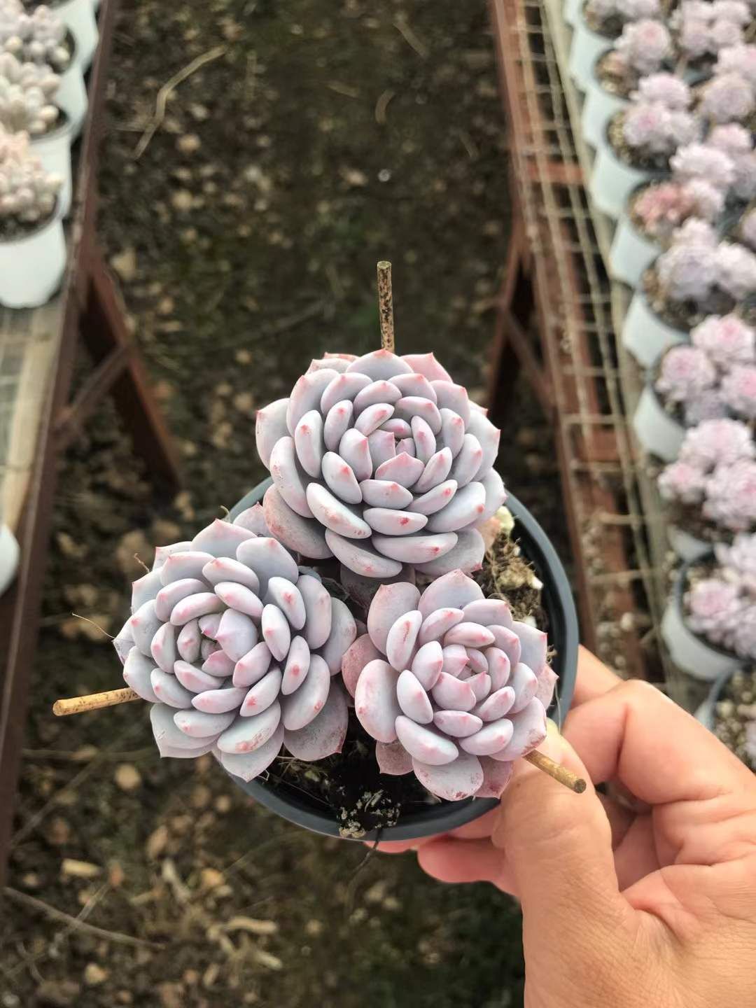 18株の抜き苗セット ジェイドロータス 多肉植物 佐川急便発送 エケベリア 韓国苗 SKL 1310