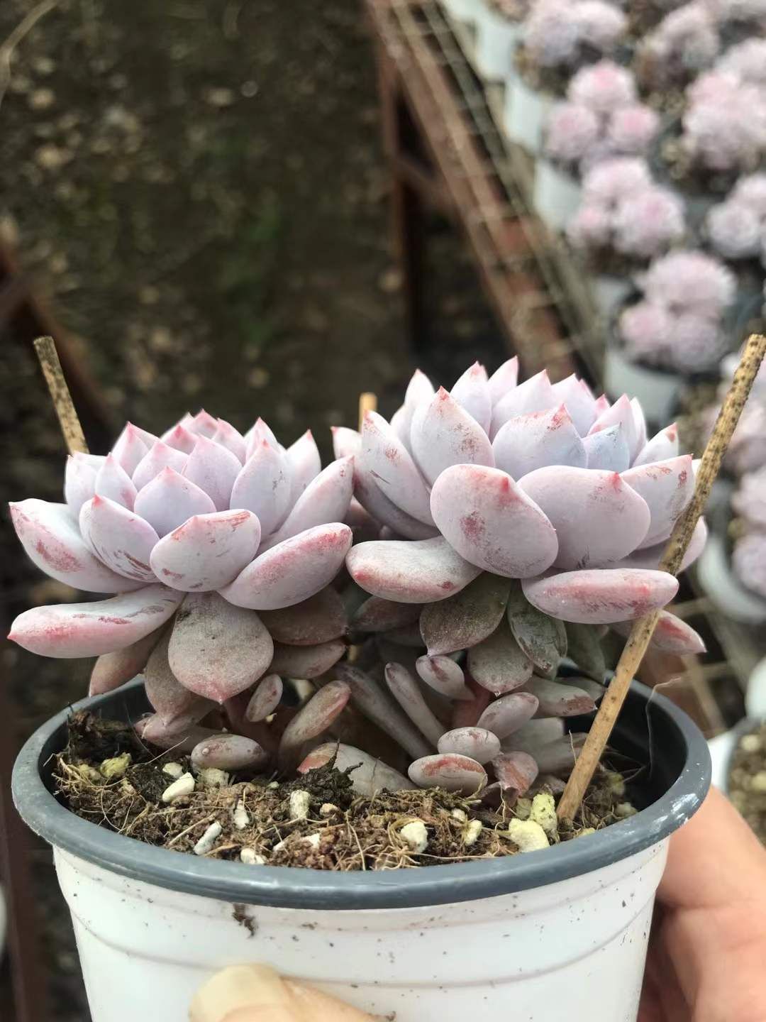 18株の抜き苗セット ジェイドロータス 多肉植物 佐川急便発送 エケベリア 韓国苗 SKL 1310