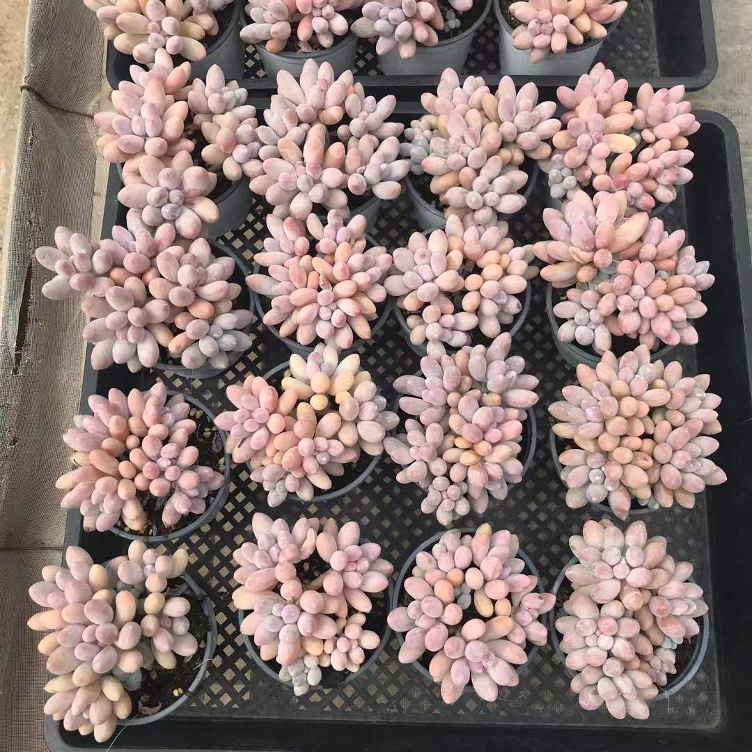 18株の抜き苗セット 団子 多肉植物 佐川急便発送 エケベリア 韓国苗 SKL 1308