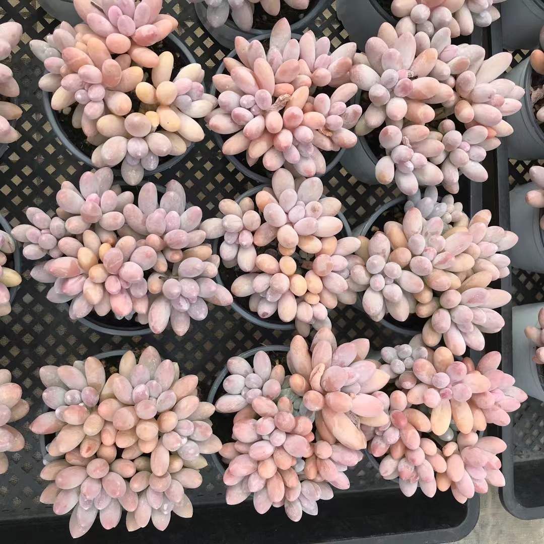 18株の抜き苗セット 団子 多肉植物 佐川急便発送 エケベリア 韓国苗 SKL 1308