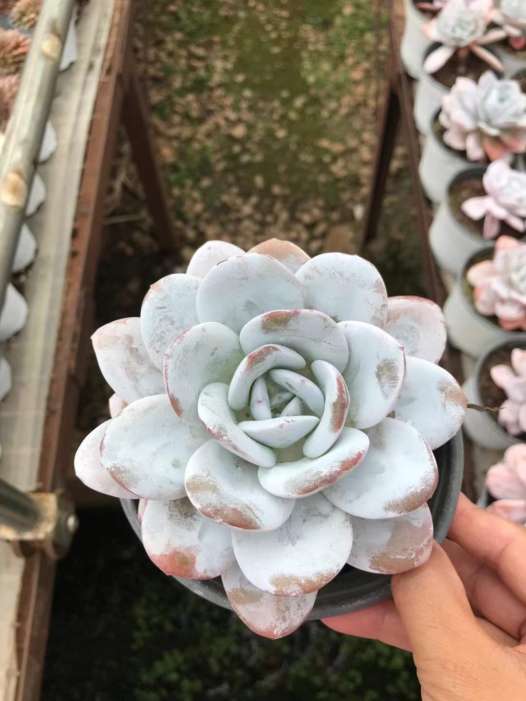 18株の抜き苗セット ホワイトロータス 多肉植物 佐川急便発送 エケベリア 韓国苗 SKL 1307