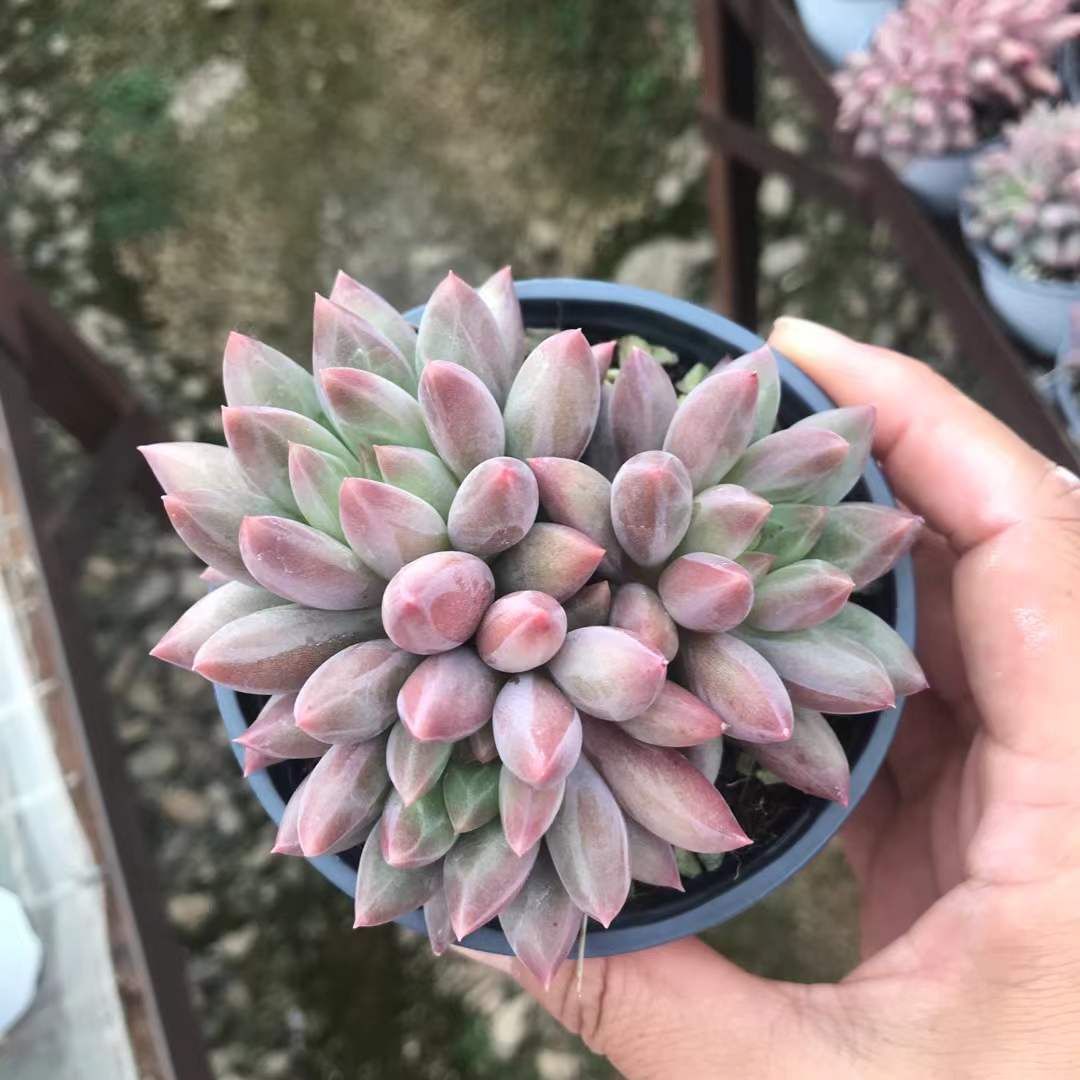 18株の抜き苗セット クリスタルボール 多肉植物 佐川急便発送 エケベリア 韓国苗 SKL 1302