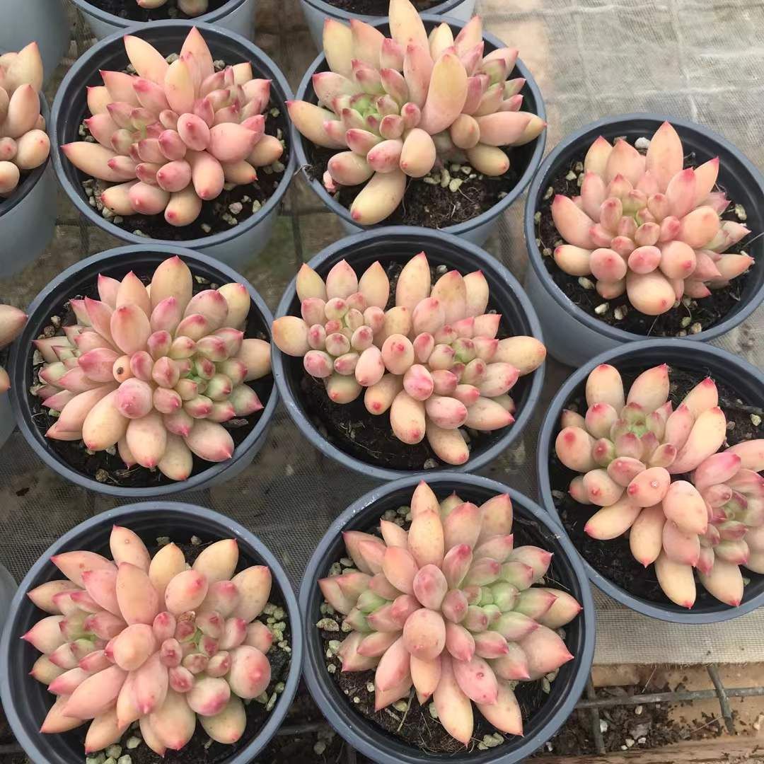 18株の抜き苗セット イエローポイント2頭 多肉植物 佐川急便発送 エケベリア 韓国苗 SKL 1299