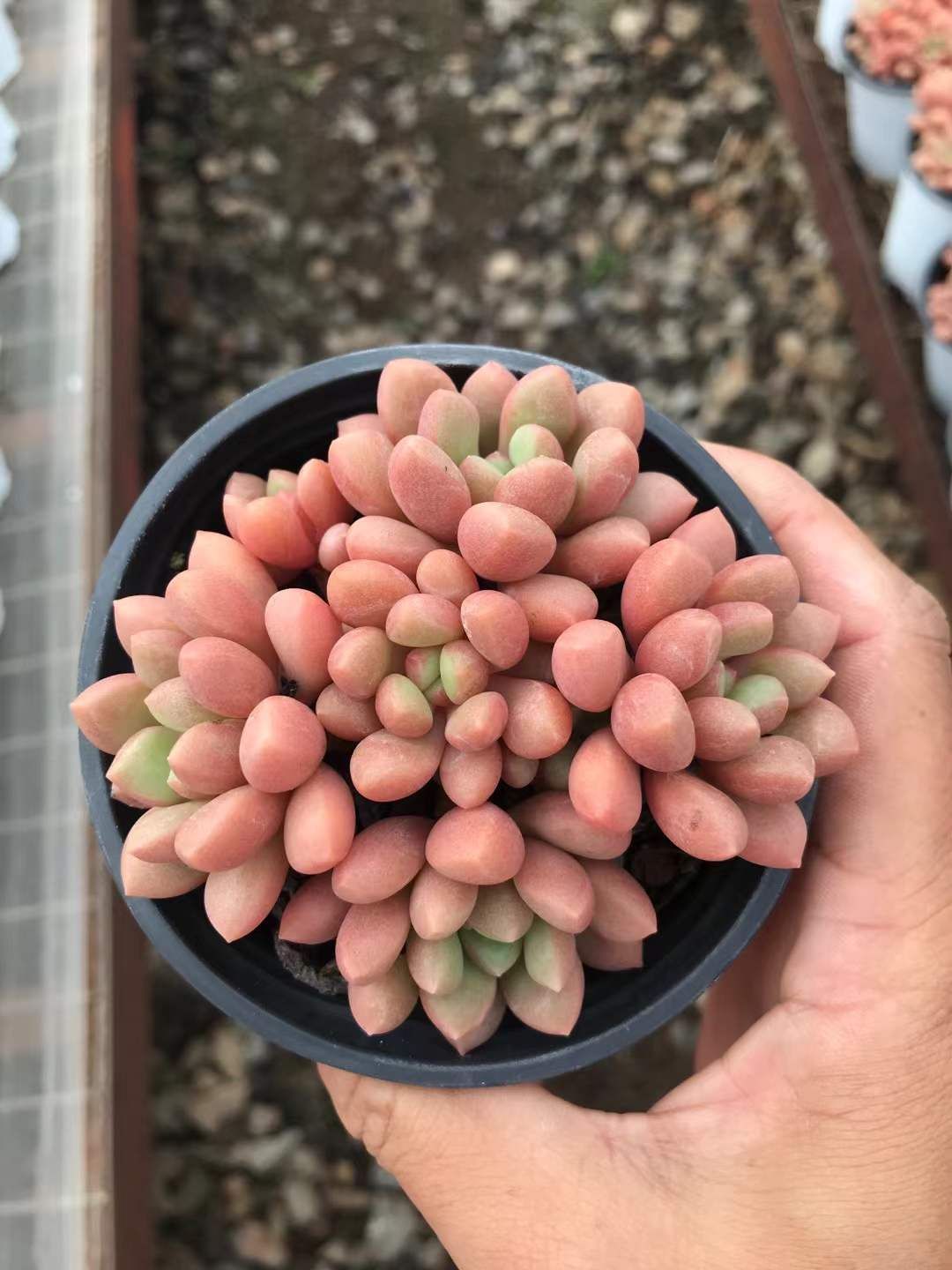 18株の抜き苗セット キャンディー豆 多肉植物 佐川急便発送 エケベリア 韓国苗 SKL 1297