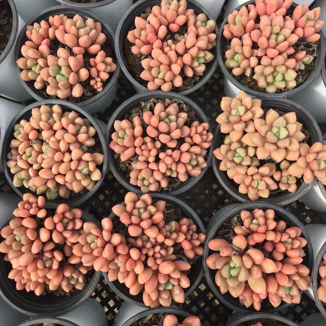 18株の抜き苗セット キャンディー豆 多肉植物 佐川急便発送 エケベリア 韓国苗 SKL 1297