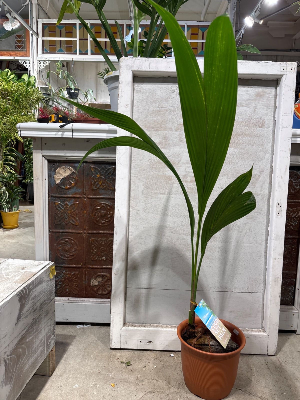 ココヤシ ② 3号 鉢底から約98cm 11月10日撮影現品 豊中市より出品