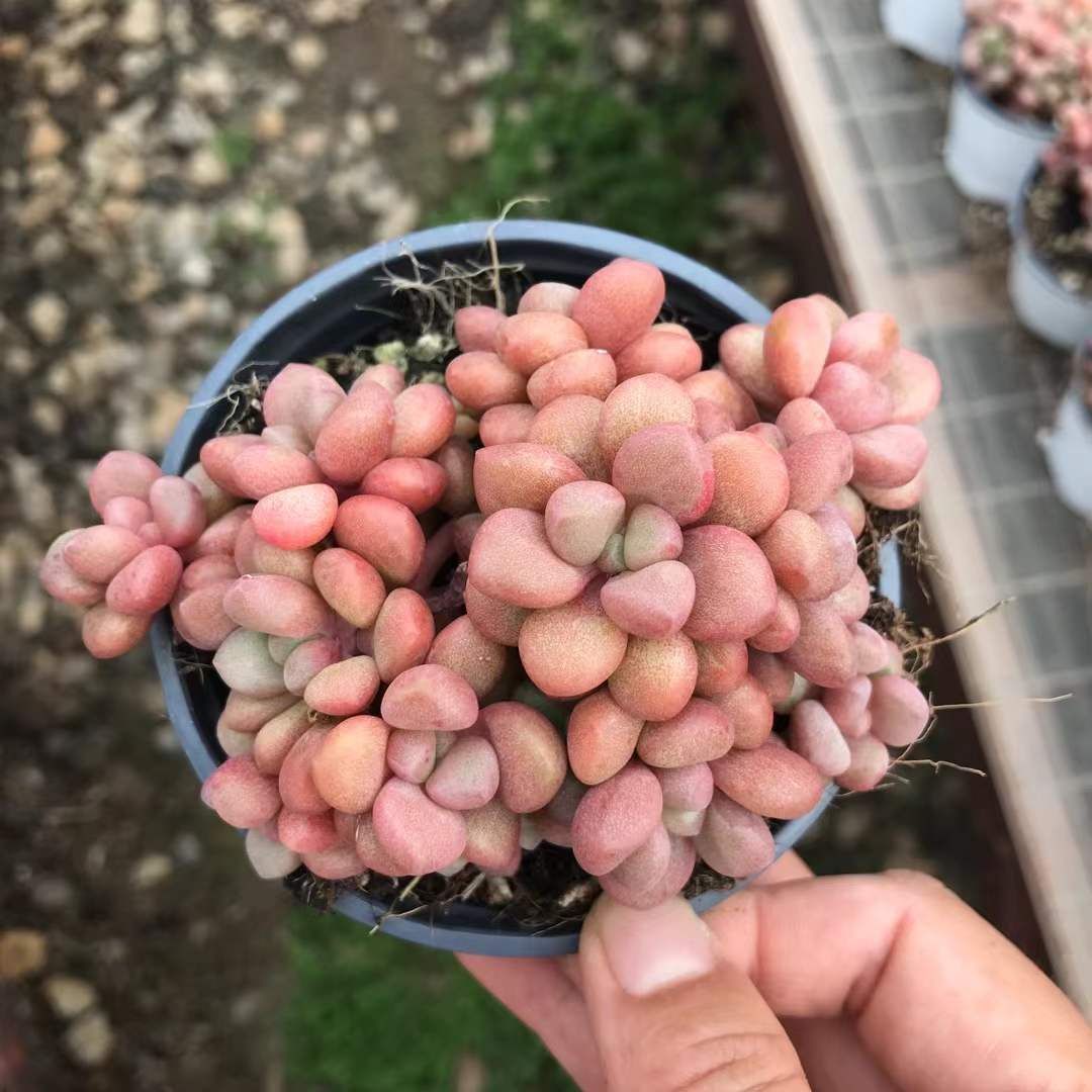 6株の抜き苗セット アバンギャルド 多肉植物 佐川急便発送 エケベリア 韓国苗 SKL 1296