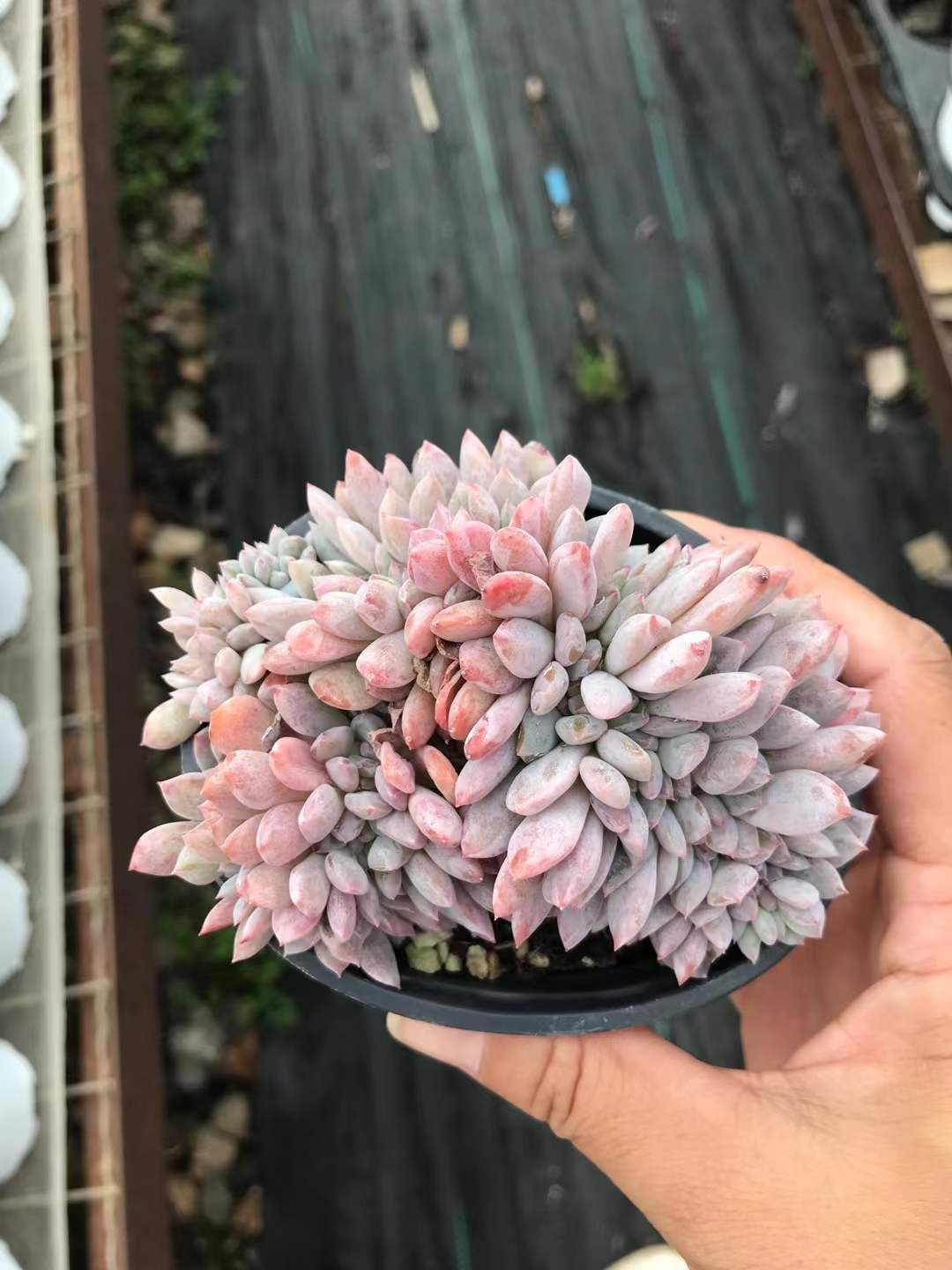 6株の抜き苗セット モンロー石化 多肉植物 佐川急便発送 エケベリア 韓国苗 SKL 1295