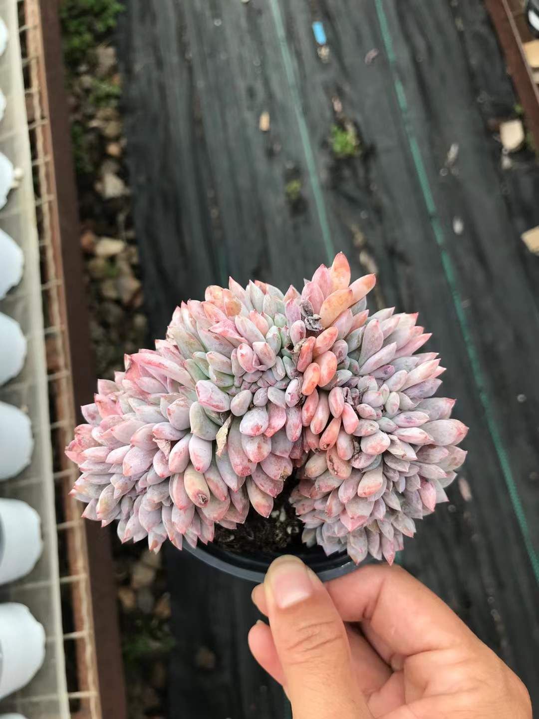 6株の抜き苗セット モンロー石化 多肉植物 佐川急便発送 エケベリア 韓国苗 SKL 1295