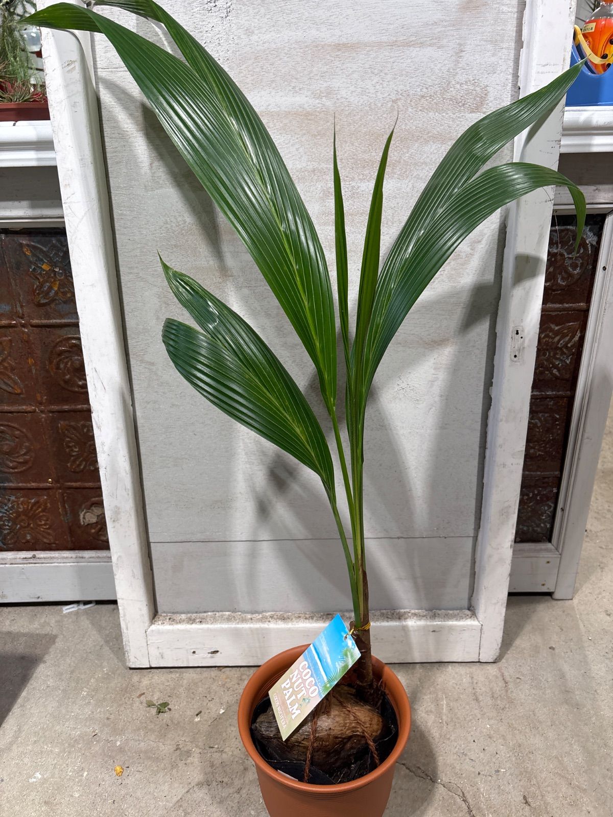 愛知県豊田市引き渡しのみ ココスヤシ 鉢底高さ230cm 幹回り110cm 愛知県豊田市引き渡しのみ ココスヤシ 鉢底高さ230cm 幹回り110cm 愛知