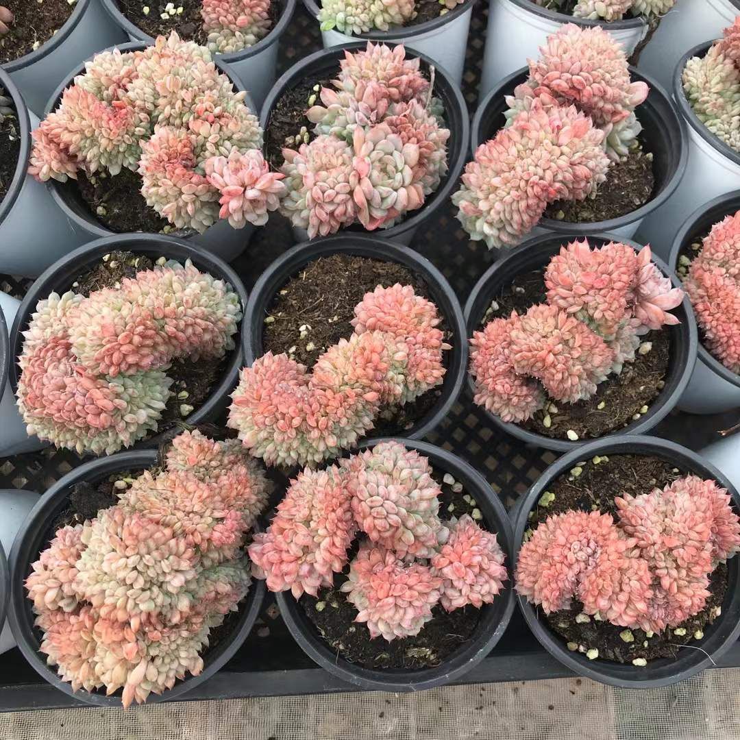 18株の抜き苗セット ホーニー石化 多肉植物 佐川急便発送 エケベリア 韓国苗 SKL 1294