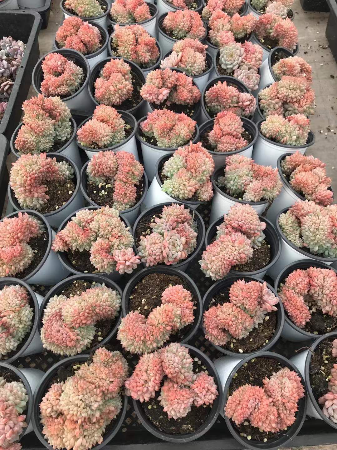 18株の抜き苗セット ホーニー石化 多肉植物 佐川急便発送 エケベリア 韓国苗 SKL 1294