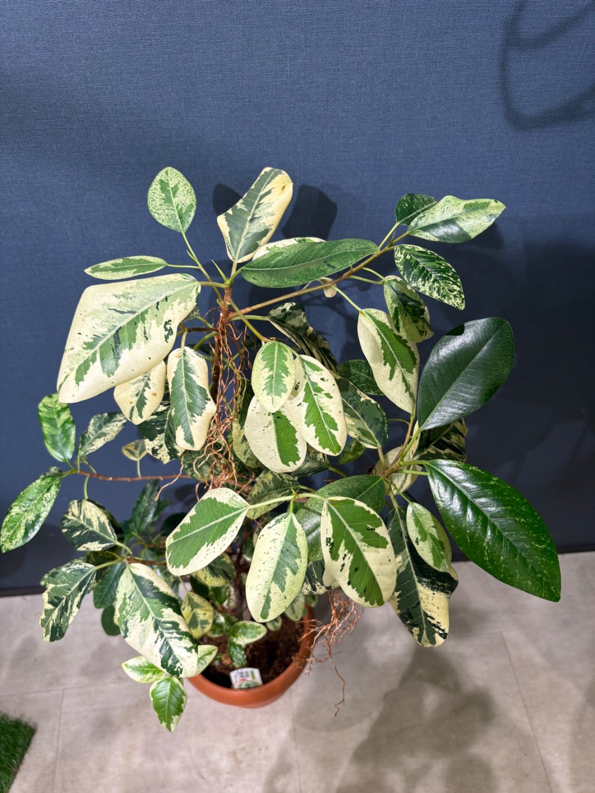 フィカス ルビギノーサ斑入り フランスゴムの木