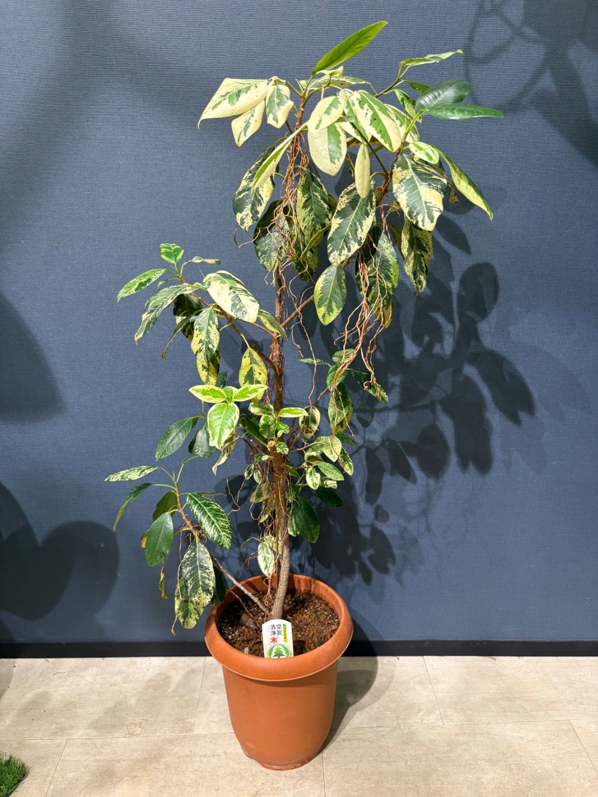 フィカス ルビギノーサ斑入り フランスゴムの木