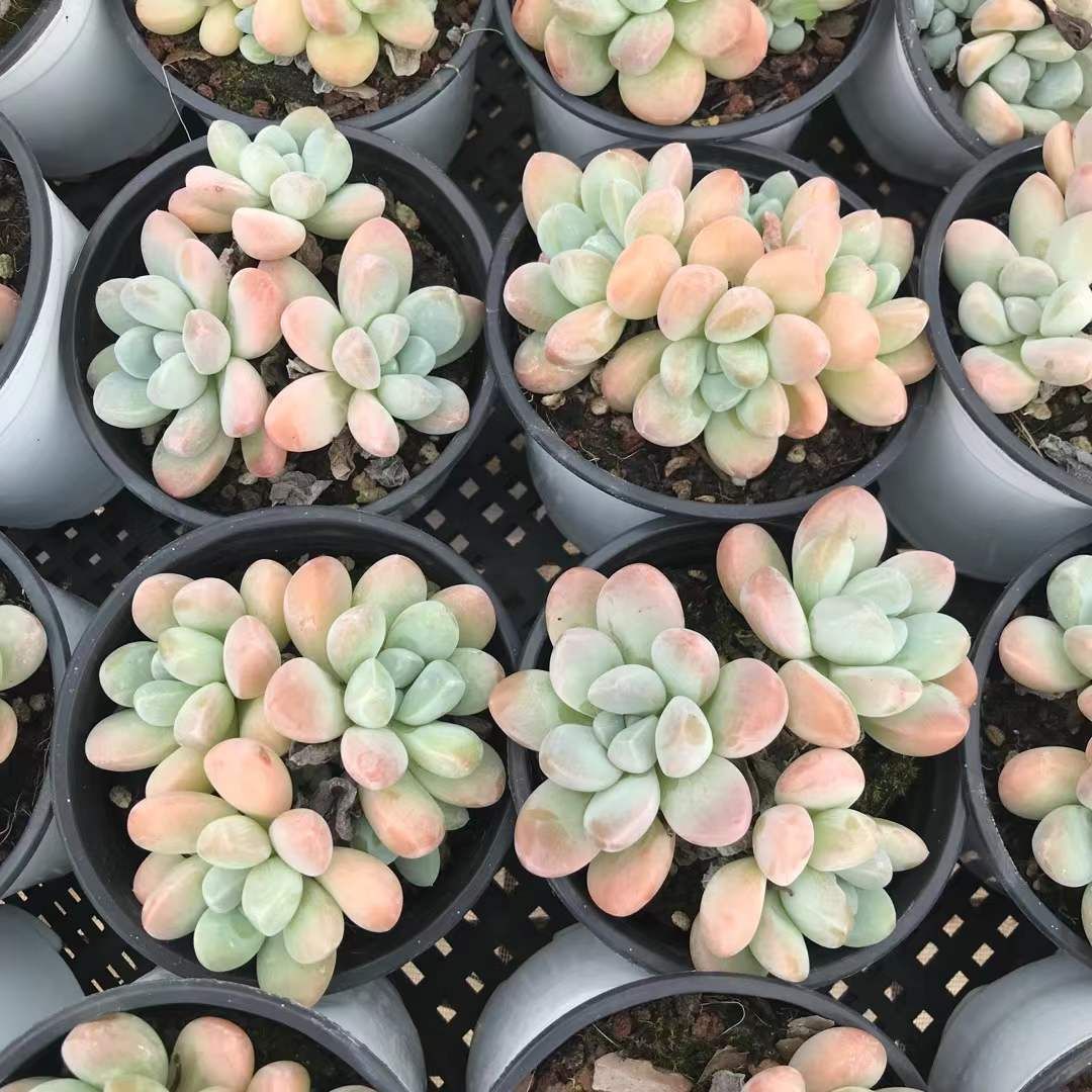 18株の抜き苗セット グリーン玉 多肉植物 佐川急便発送 エケベリア 韓国苗 SKL 1292