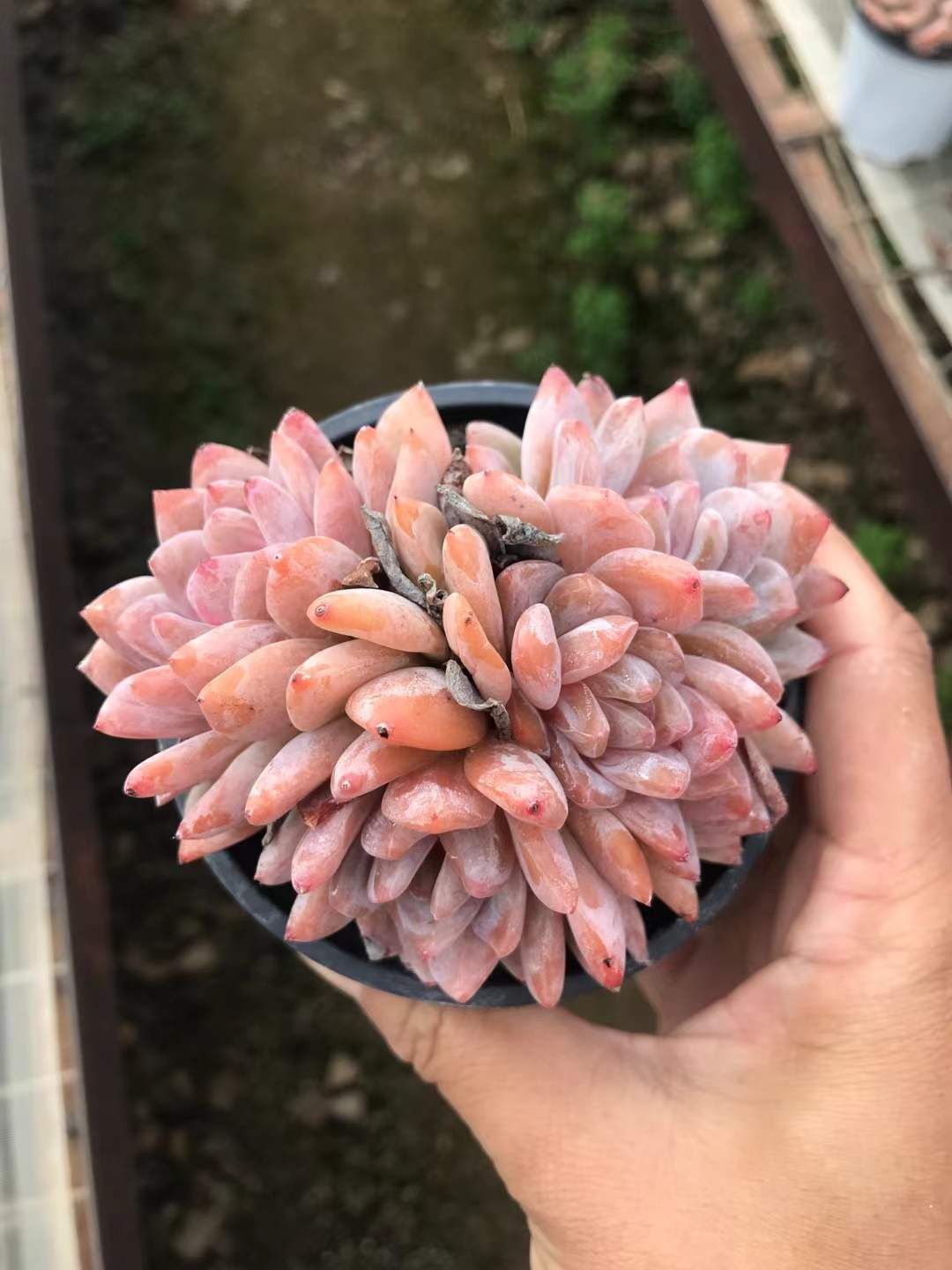 18株の抜き苗セット スタージェイド 多肉植物 佐川急便発送 エケベリア 韓国苗 SKL 1290