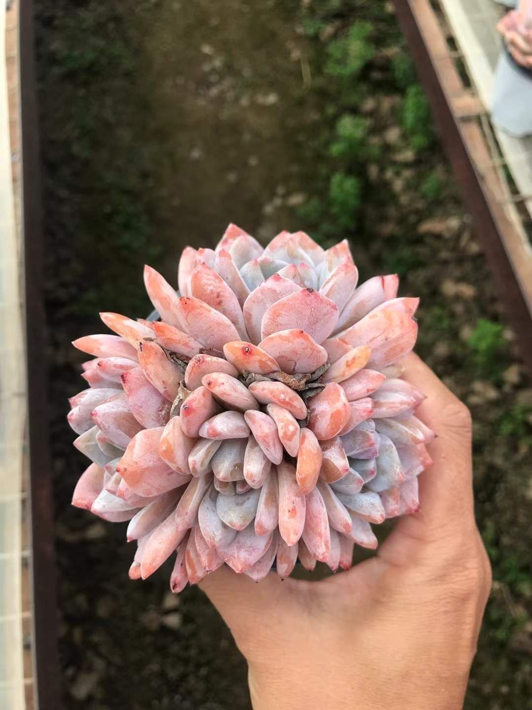 18株の抜き苗セット スタージェイド 多肉植物 佐川急便発送 エケベリア 韓国苗 SKL 1290