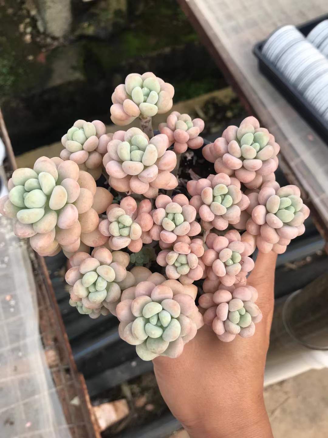 6株の抜き苗セット ロココ 多肉植物 佐川急便発送 エケベリア 韓国苗 SKL 1287