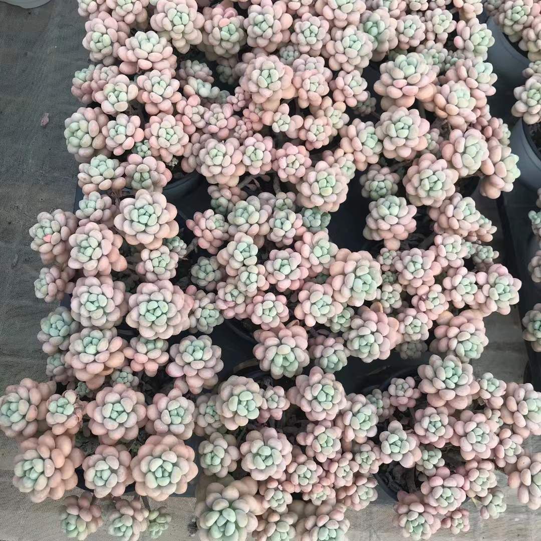 6株の抜き苗セット ロココ 多肉植物 佐川急便発送 エケベリア 韓国苗 SKL 1287