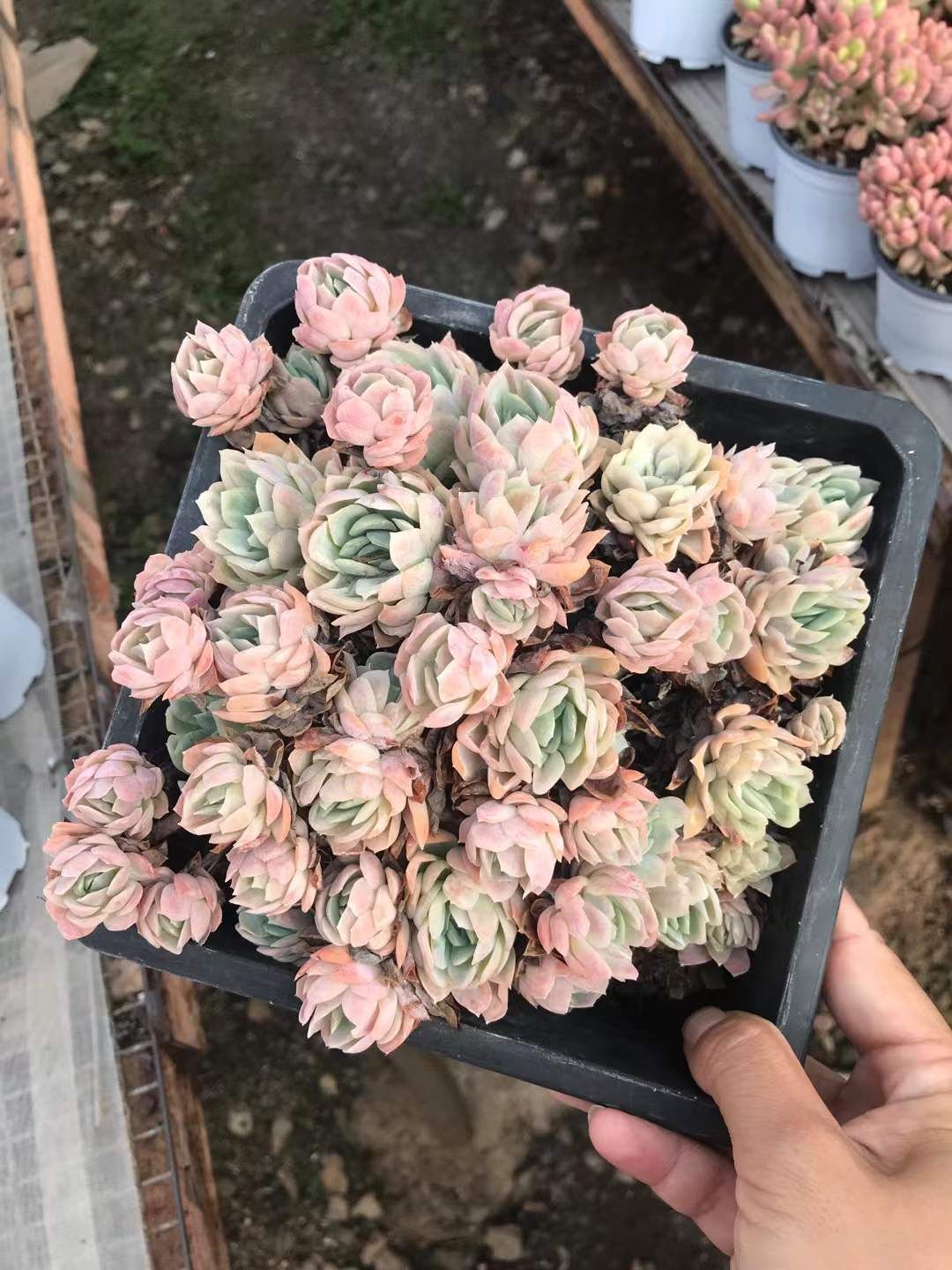 8株の抜き苗セット アイスクリーム 多肉植物 佐川急便発送 エケベリア 韓国苗 SKL 1286