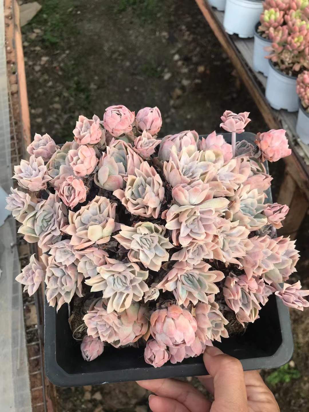 8株の抜き苗セット アイスクリーム 多肉植物 佐川急便発送 エケベリア 韓国苗 SKL 1286