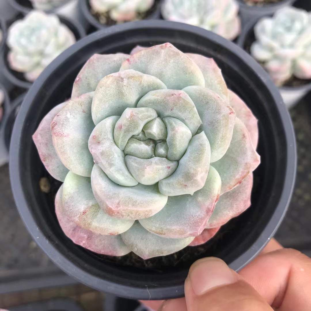 18株の抜き苗セット アイスグリーン石化 多肉植物 佐川急便発送 エケベリア 韓国苗 SKL 1285